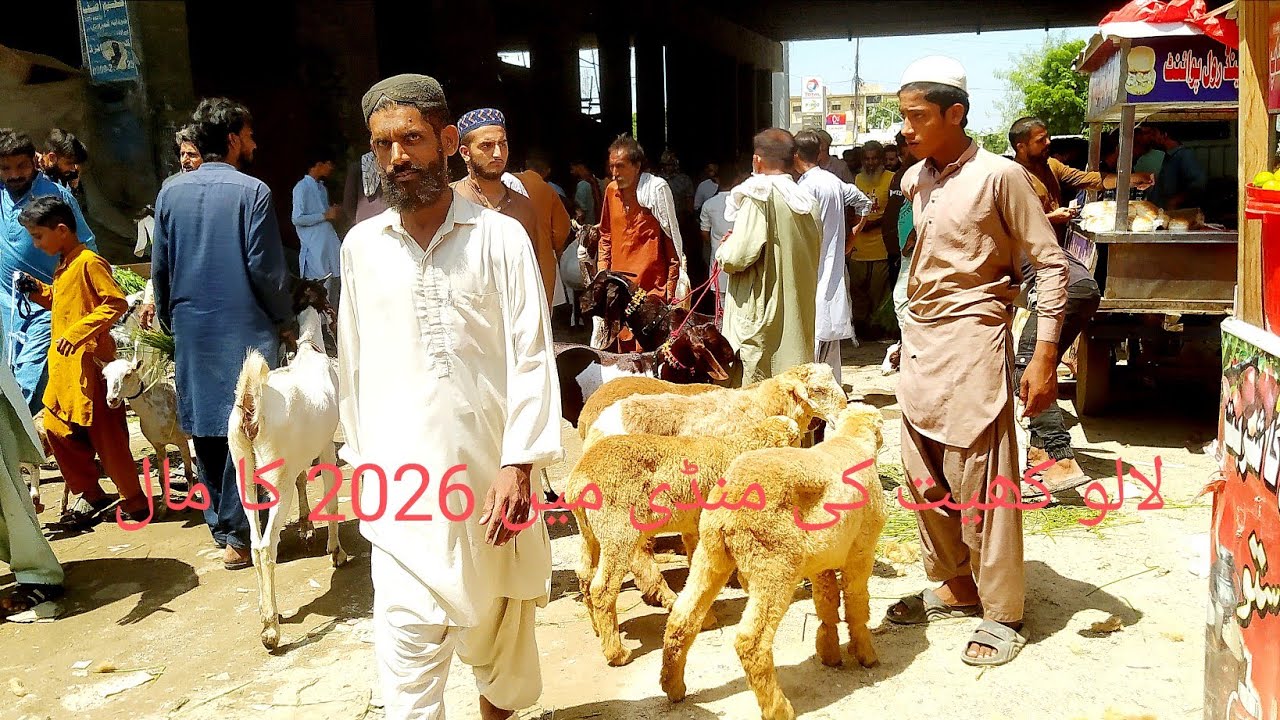 #New update lalukhet Bakra mandi#14/09/2025