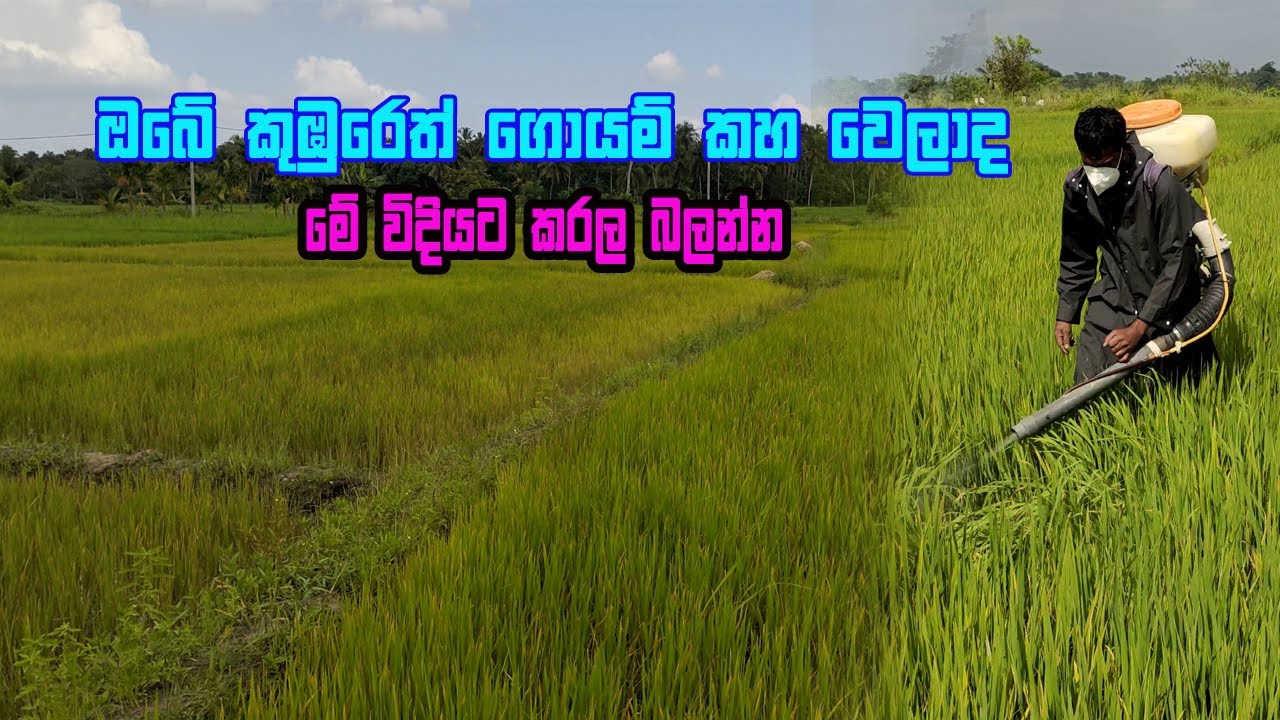 ඔබේ වී වගාවෙත් ගොයම් කහ වෙලාද මෙන්න විසඳුම  | wee wagawe palibodakayan | Wee wagawe leda roga |