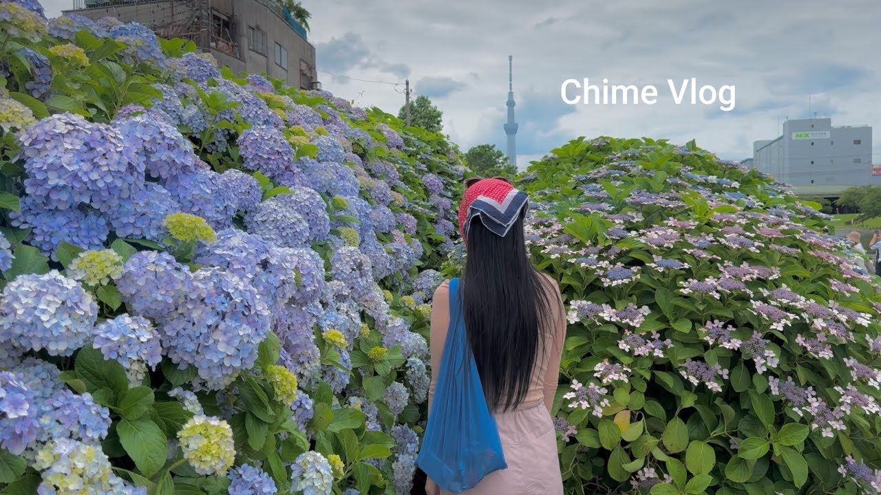 도쿄 브이로그 / 일본 직장인의 6월 도쿄 수국 축제 돌아보기, 고라쿠엔과 구나카가와 수국 순례 Tokyo Vlog
