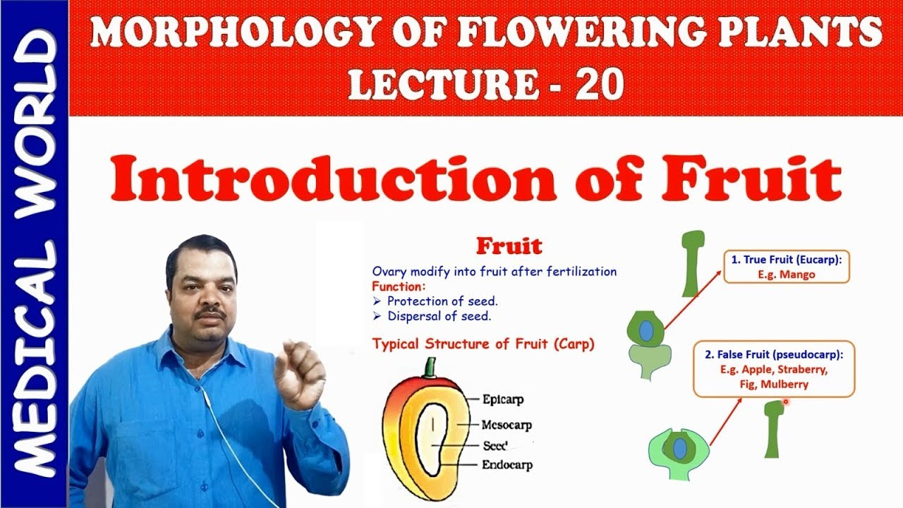FRUIT NAMES | MORPHOLOGY OF FLOWERING PLANTS | LECTURE 20