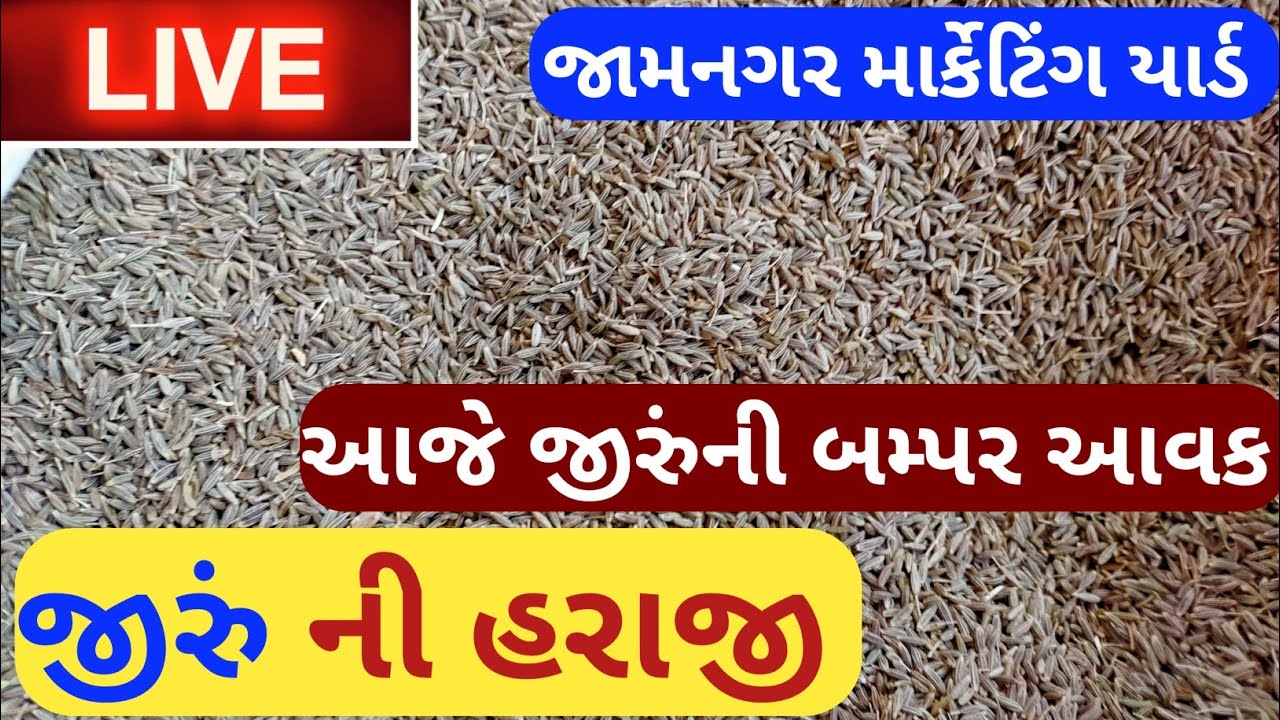 live cumin trading in Jamnagar APMC||Jeera Na bhav||March 4, 2023