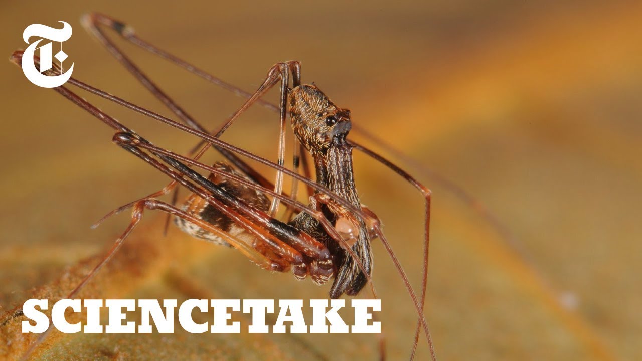 Pelican Spiders, Ancient Assassins That Eat Their Own Kind | ScienceTake