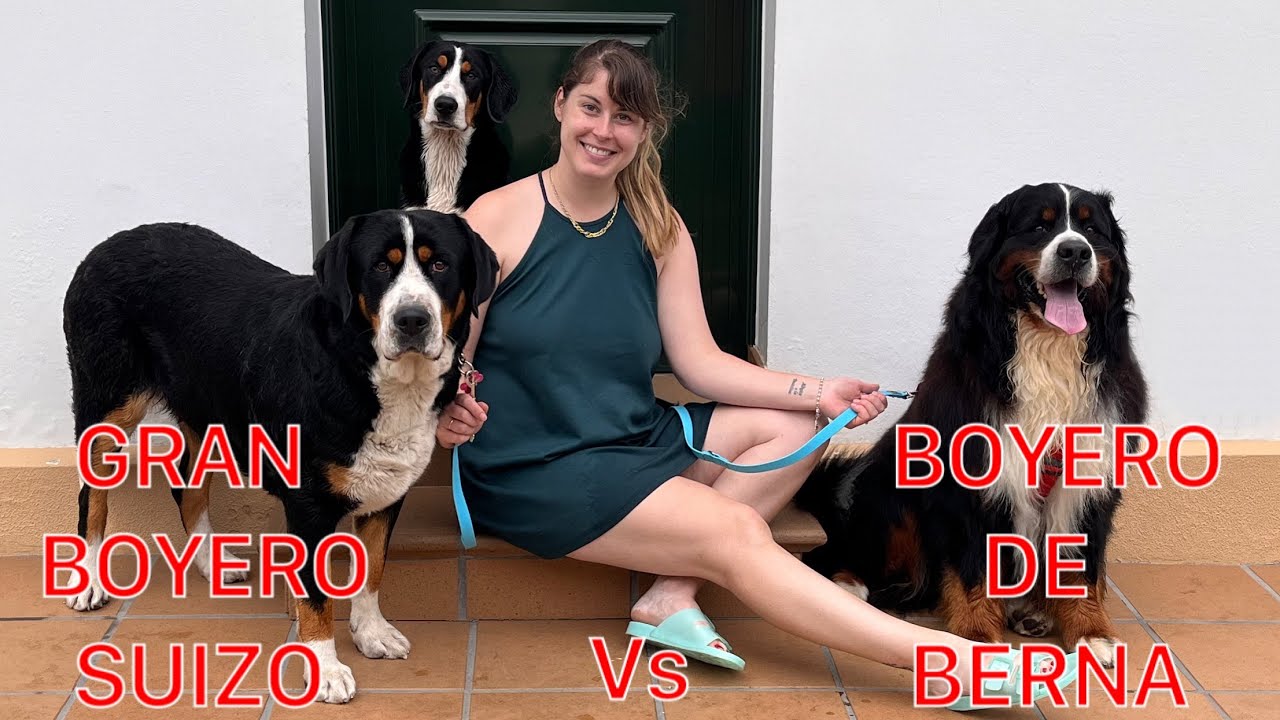 Diferencias entre Gran Boyero Suizo y Boyero de Berna