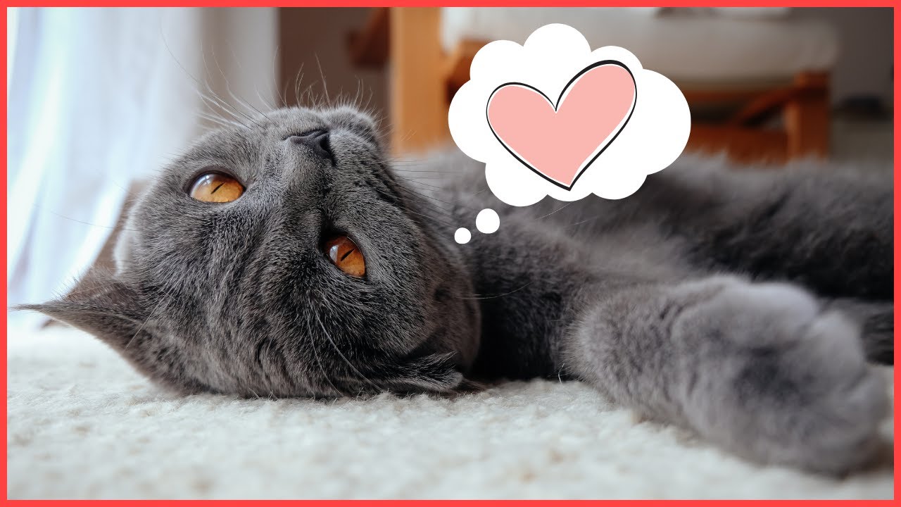 Wenn deine Katze DAS tut, fühlt sie sich WOHL ✅