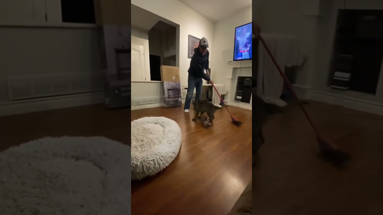 Training for the NHL: National Hound League 😂🐶🏒