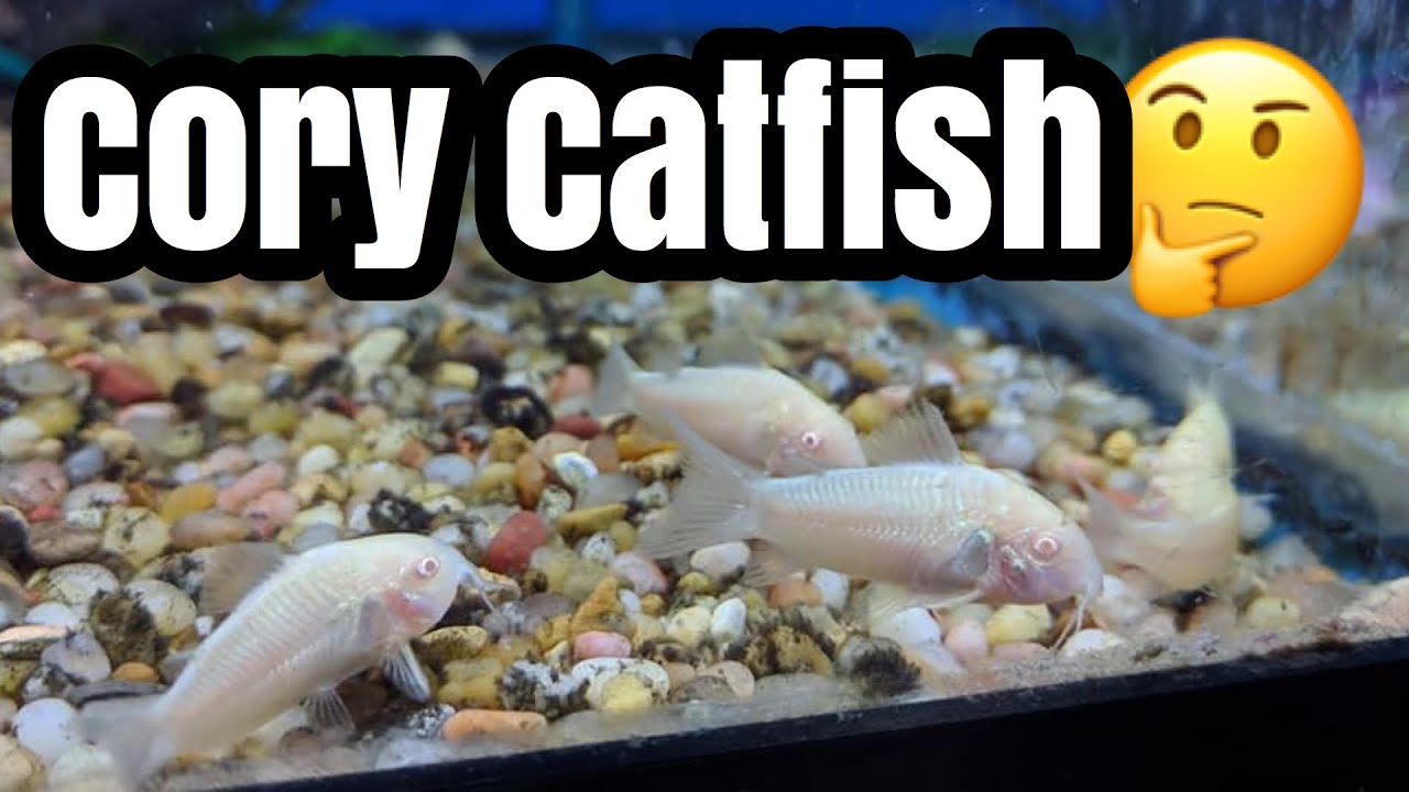 Albino Corydorus Catfish Size & Food