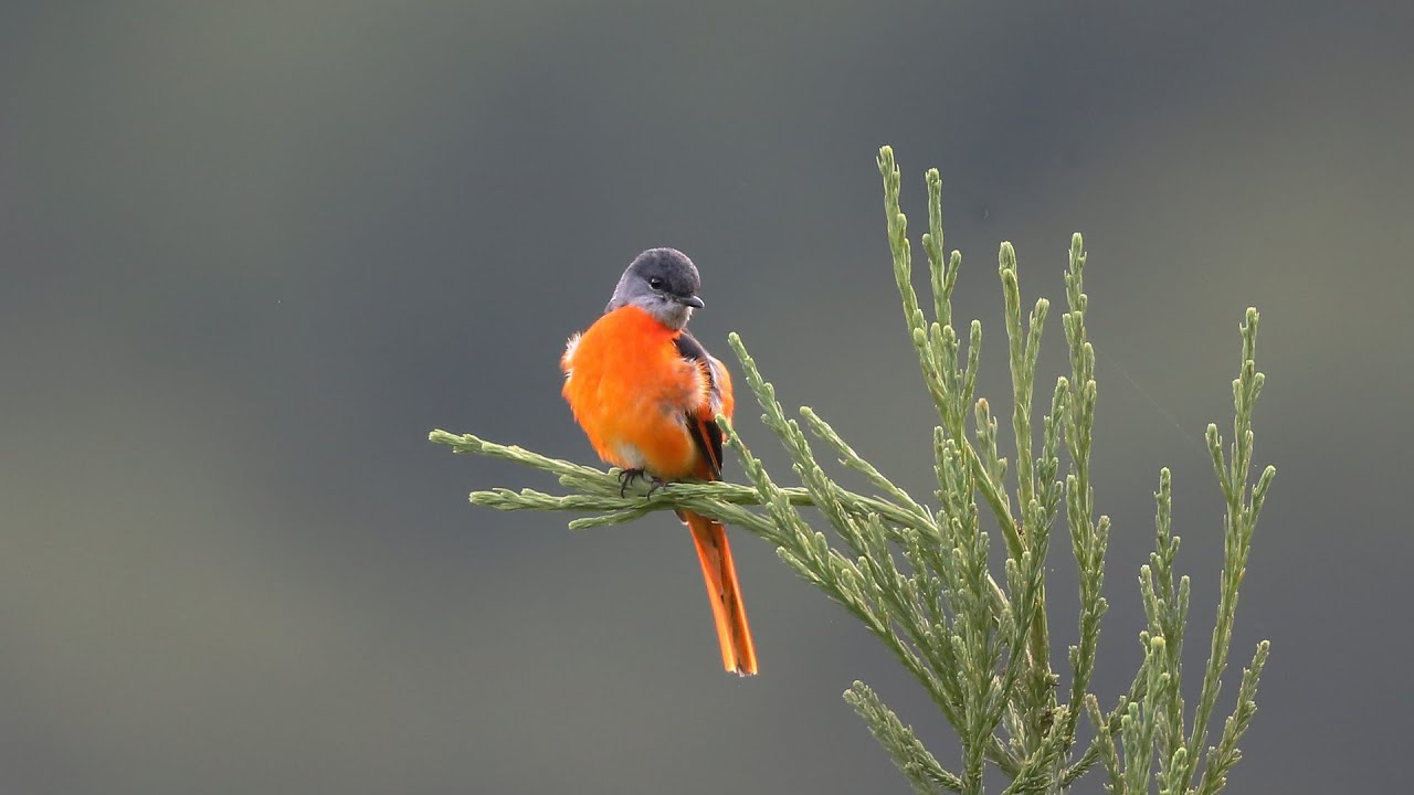 灰喉山椒鳥/Grey-chinned Minivet