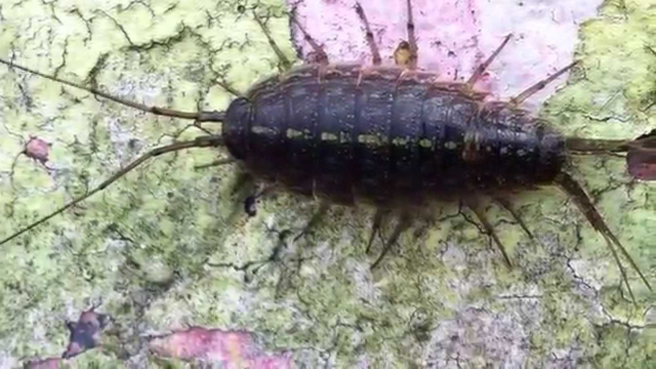 ligia oceanica aka sea roach on Jeju island.