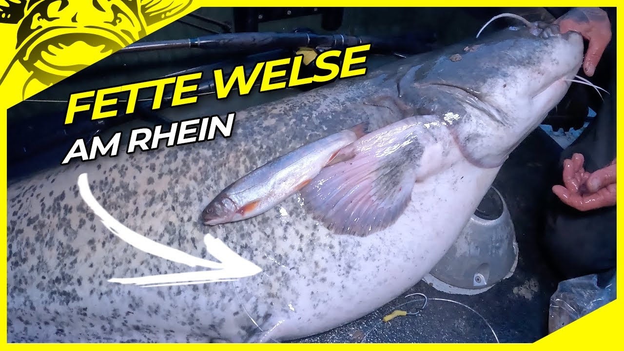 Kleiner Köder – großer Wels!? Welsangeln am Rhein mit Sven Dombach | Wallerangeln mit U-pose