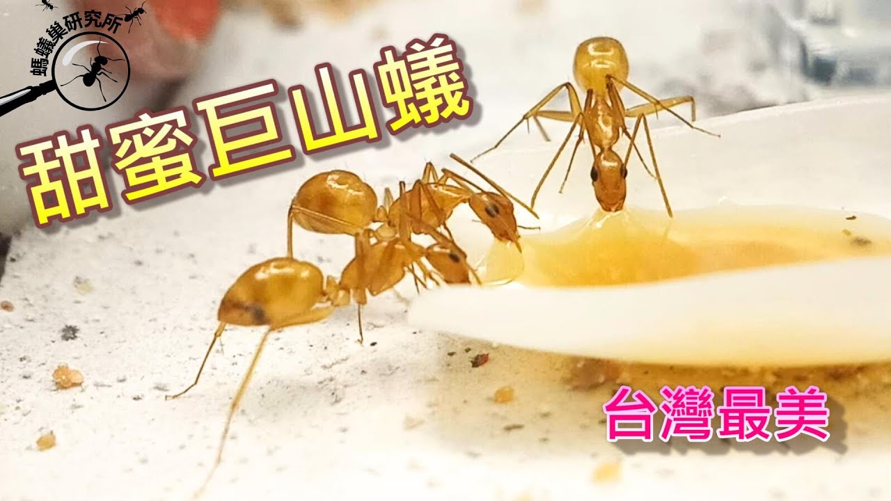 【螞蟻巢研究所】甜蜜巨山蟻，台灣最美巨山蟻、卵幼蟲繭分辨