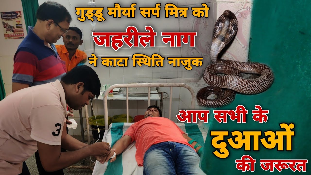 गुड्डू मौर्या सर्पमित्र को जहरीले (कोबरा) सांप ने काटा | हॉस्पिटलाइज किया गया आप की दुआओं की जरूरत !