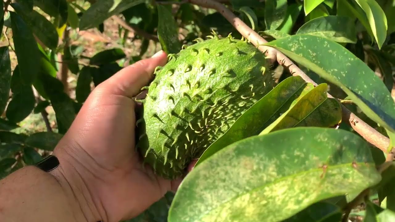 3year old SOURSOP TREE (what the tree looks like TODAY)