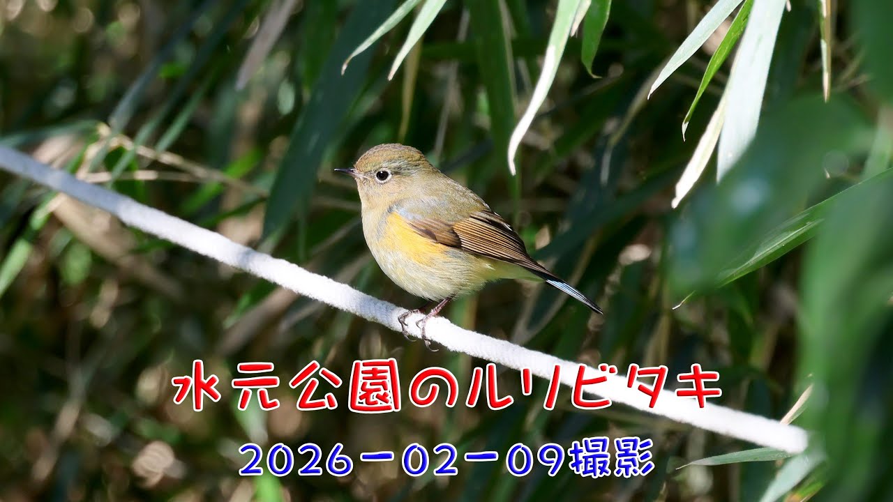 水元公園のルリビタキ2026 02 09