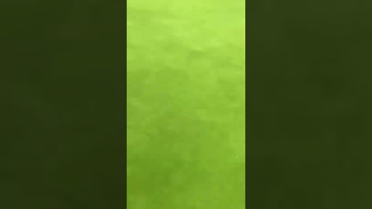Greens scarifying