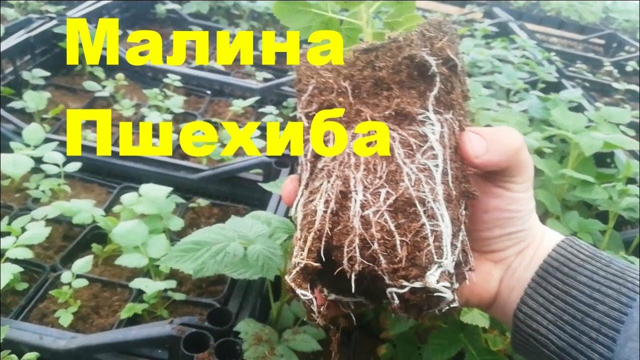 Саженцы малины Пшехиба