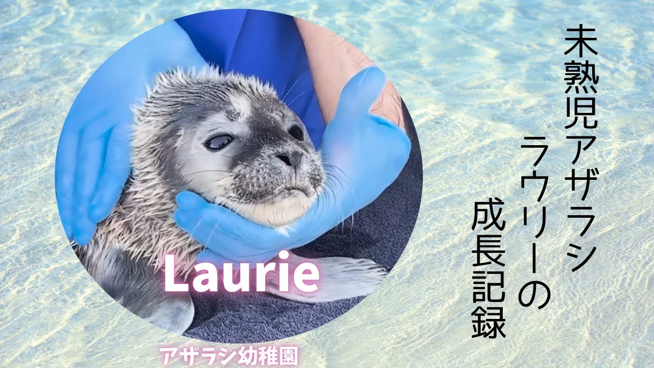 アザラシの赤ちゃん🦭可愛いLaurieの成長記録