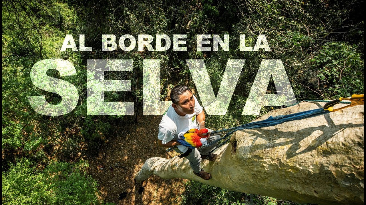 Cómo salvan las ÚLTIMAS 500 GUACAMAYAS ROJAS de GUATEMALA, MÉXICO y BELICE en peligro de EXTINCIÓN!