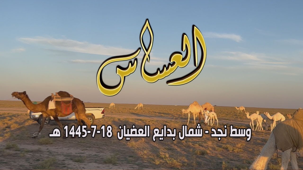 برنامج العساس | وسط نجد - شمال بدايع العضيان 18 - 7 - 1445 هـ