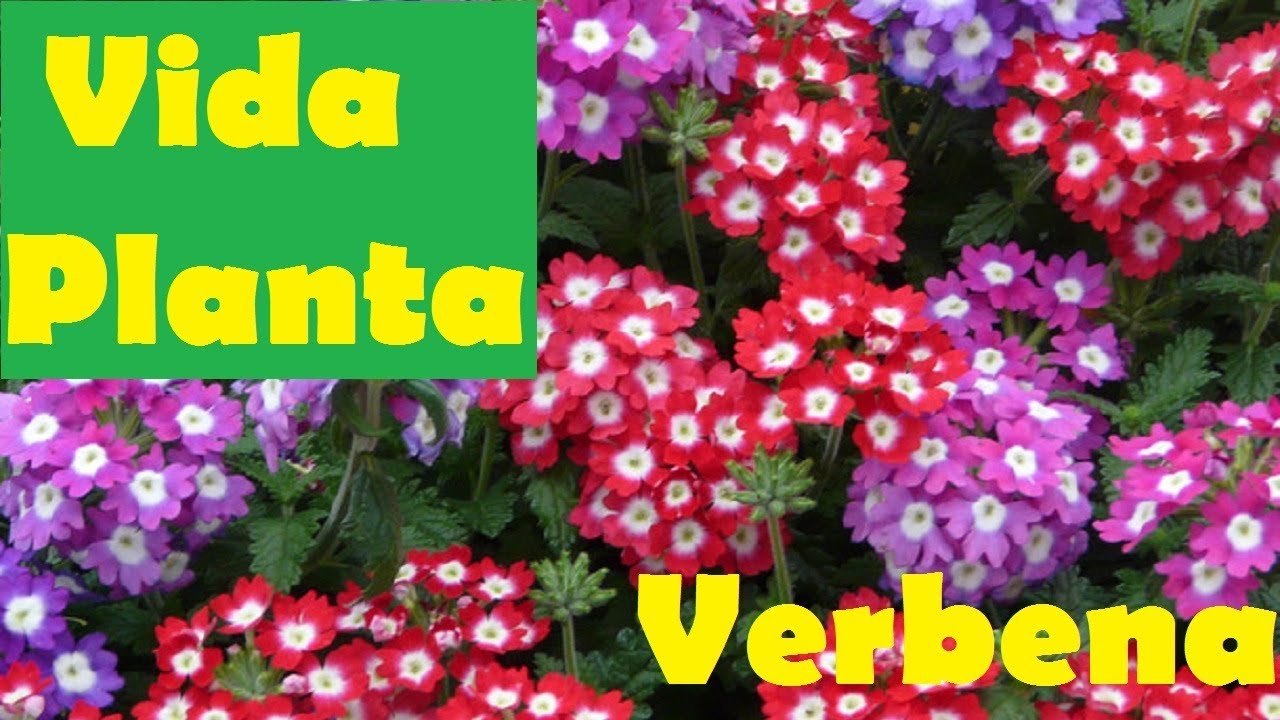 Vida Planta | Verbena