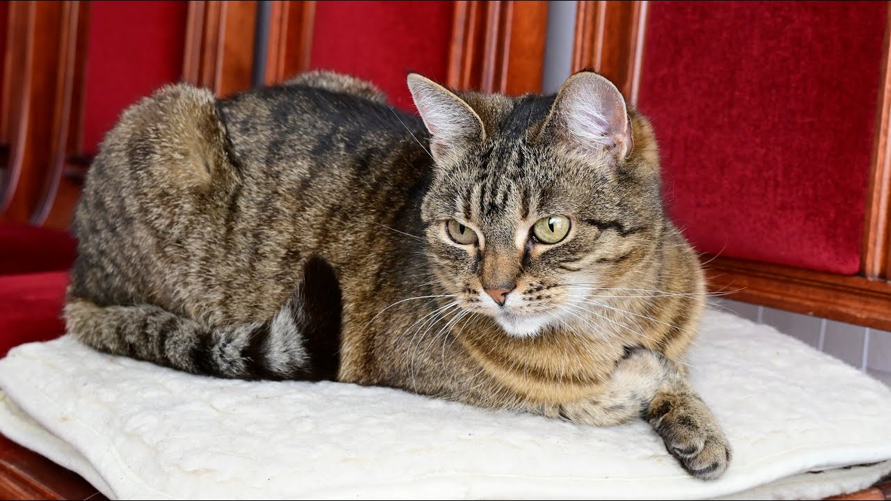Year of Tiger 😺 Rok z życia Tygryski 🐯🐾🐆