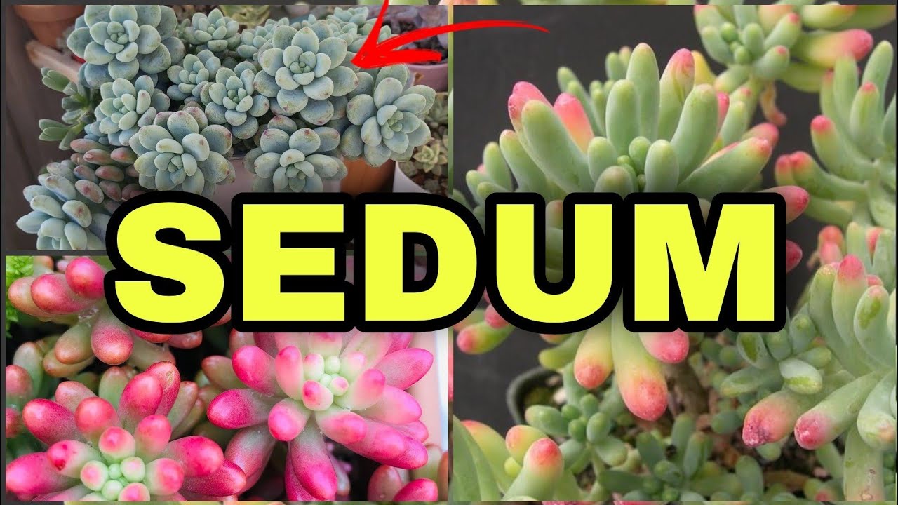 40 TIPOS DE SEDUM E SEUS NOMES
