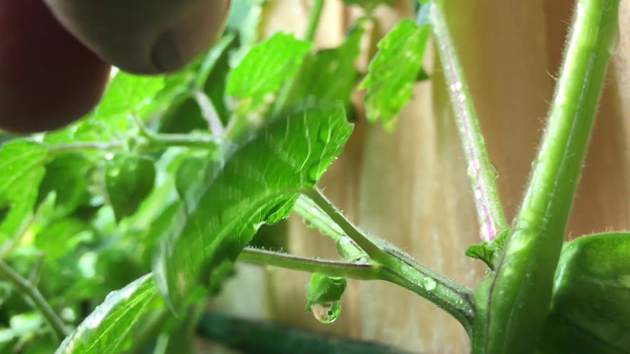 How To Kill Aphids And Spider Mites - Using Water!