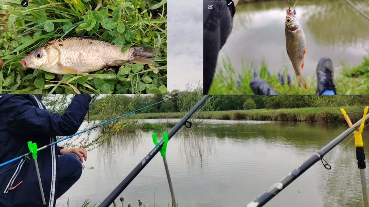 Pecanje babuške i crvenperke na Markovom ribnjaku. Puno ulova i društva