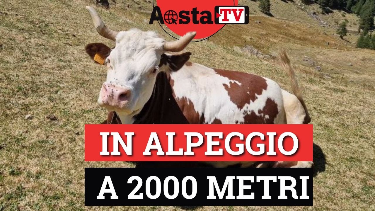 In alpeggio a 2 mila metri: che spettacolo!