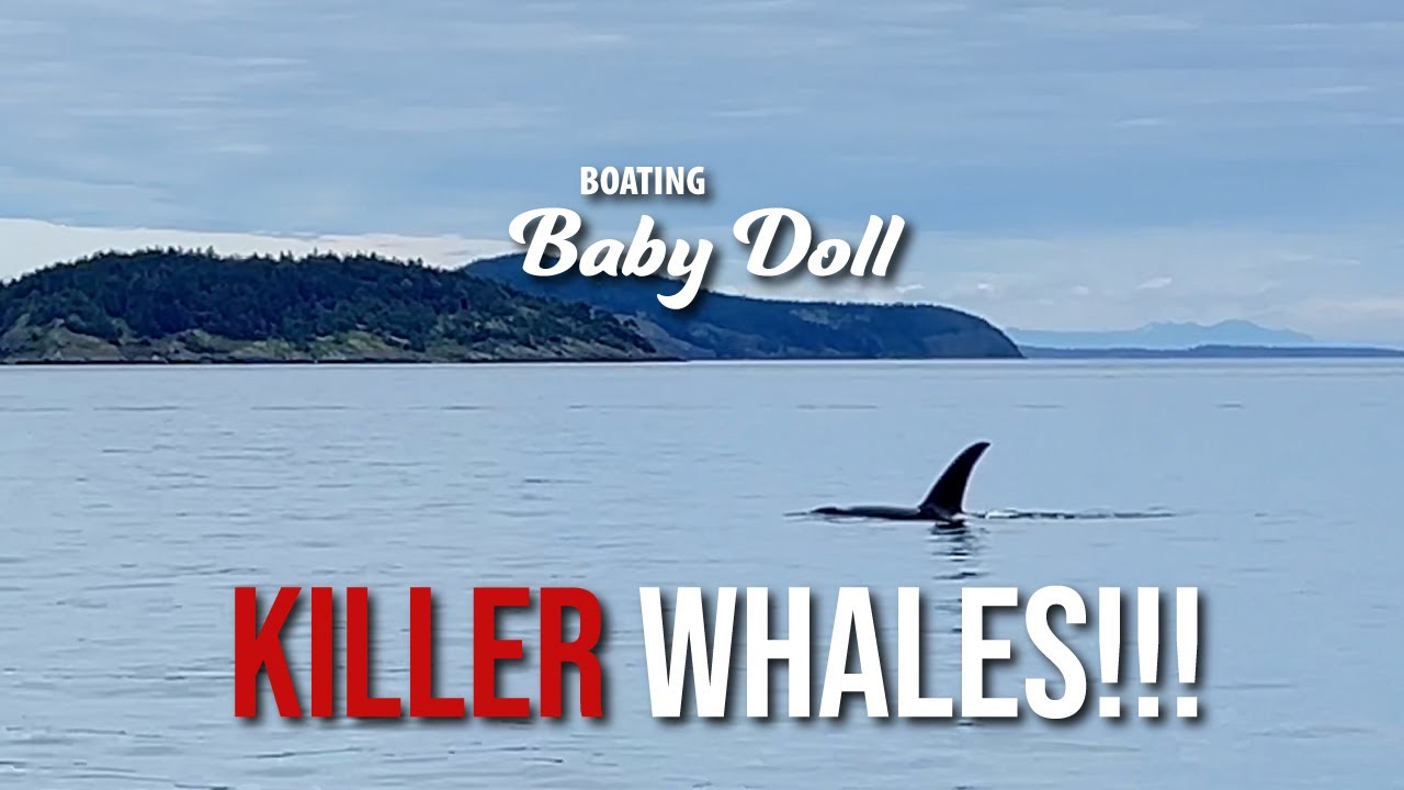 Killer Whales! Cruising the San Juan Islands.