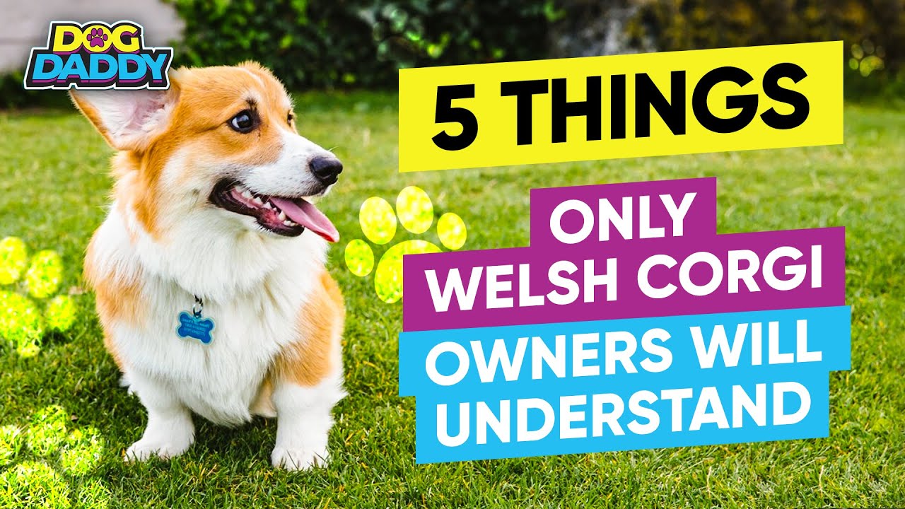 5 Things Only Welsh Corgi Owners Will Understand