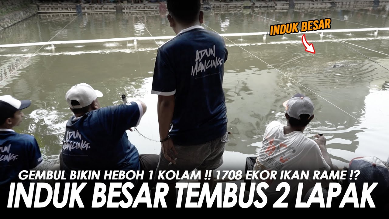 NARIK INDUK TEMBUS 2 LAPAK !! BIKIN HEBOH SATU KOLAM IKAN RAME 1708 EKOR ?? || Am#670