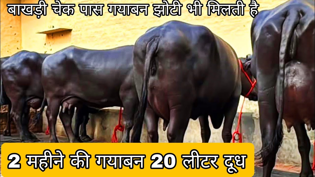 2 महीने के 51 20 लीटर दूध अर्जुन की और टायसन की झोटीयां हमारे पास मिलती हैं बाखड़ी चेक पास गयाबन 