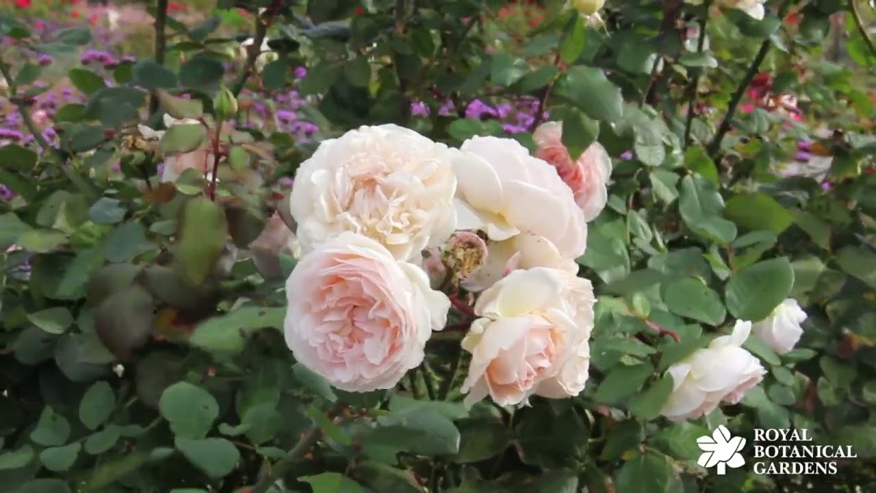 A Rose Garden for the 21st Century