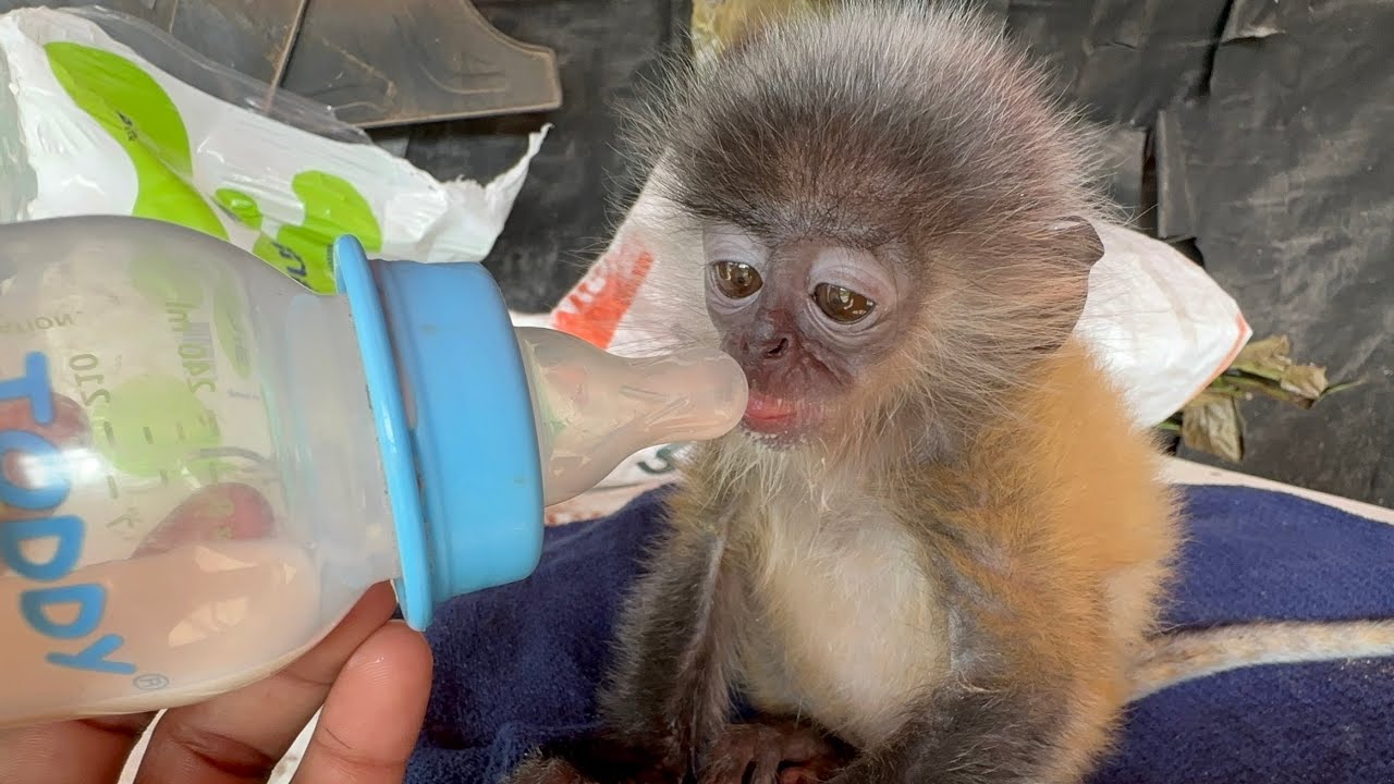 Orphan Baby Monkey Drinking Milk 🥛💔 So Sad!