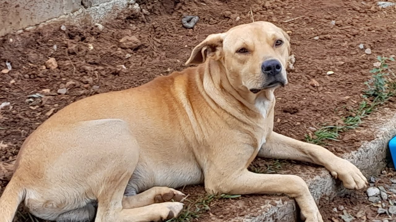 NÃO AGUENTO VER MALTRATADO OS ANIMAIS ,RESOLVI DENUNCIAR 😱😭