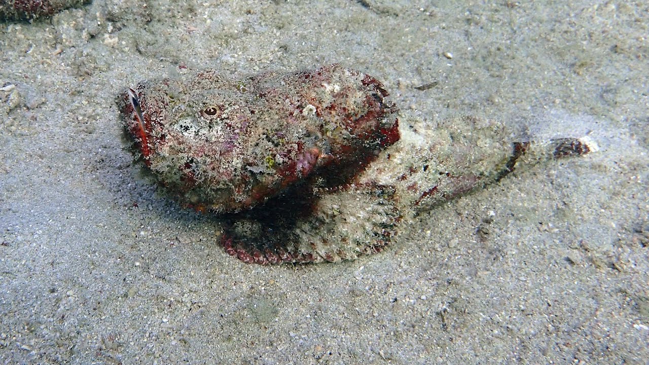 Scorpionfish walking