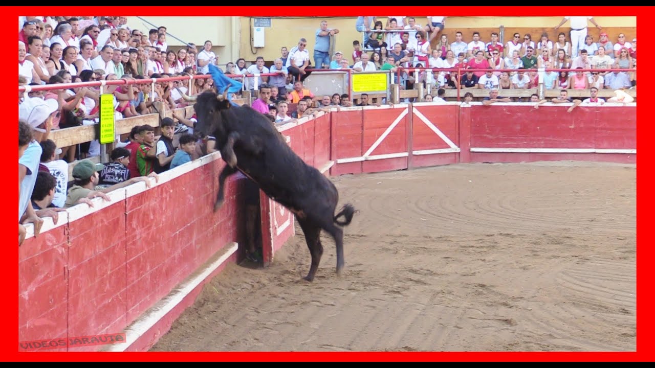 CORTES ( NAVARRA ) TARDE VACAS EN PLAZA ( DOMINGO 1 OCTUBRE 2023 ) GANAD.ARRIAZU
