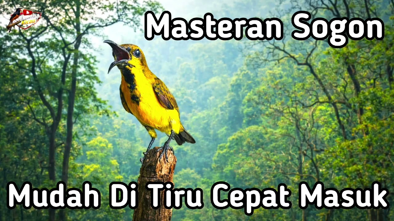 Masteran Sogon  Gacor Mudah Masuk Materi Isian Full Tembakan