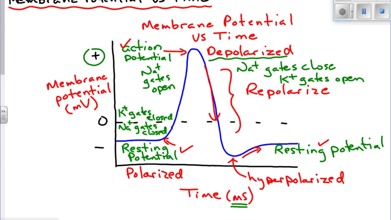 Membrane Potential of a Neuron