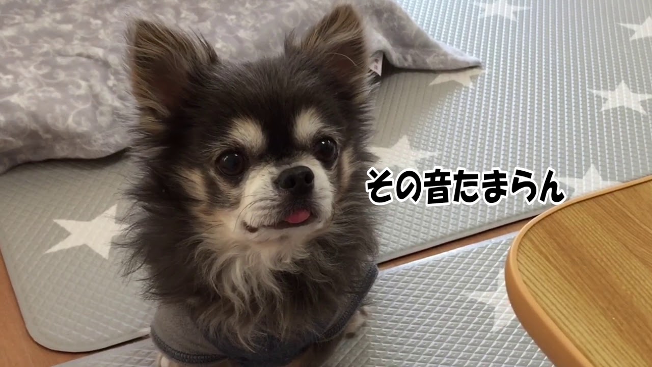 ラズおじさん100 だいぶしつこくご飯狙う