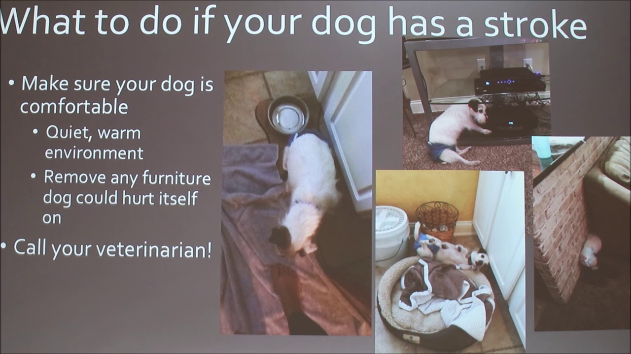 Strokes in Dogs