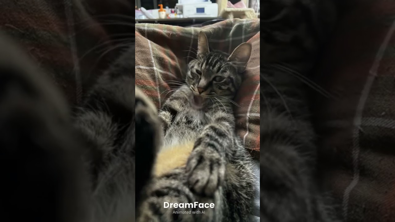 #子猫 #仔猫 #こねこ #猫 #ねこ #ネコ #ねこ部 #猫部 #ふわもこ部 #kitten #neko #cat #cats #cutecat