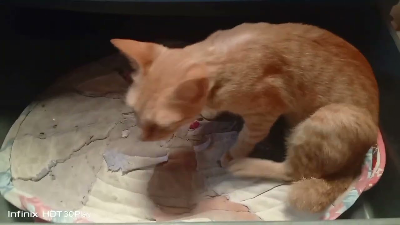 Cat in the closet 