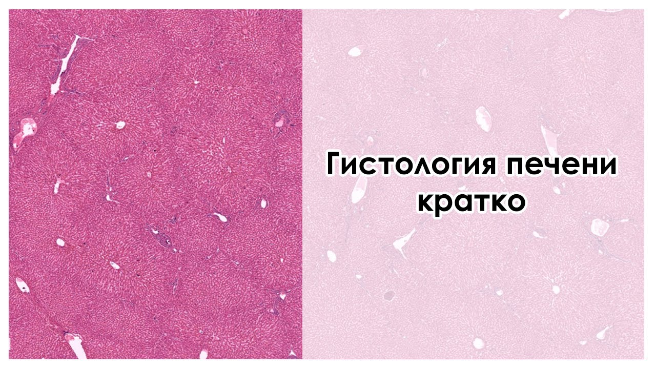 Гистология печени кратко
