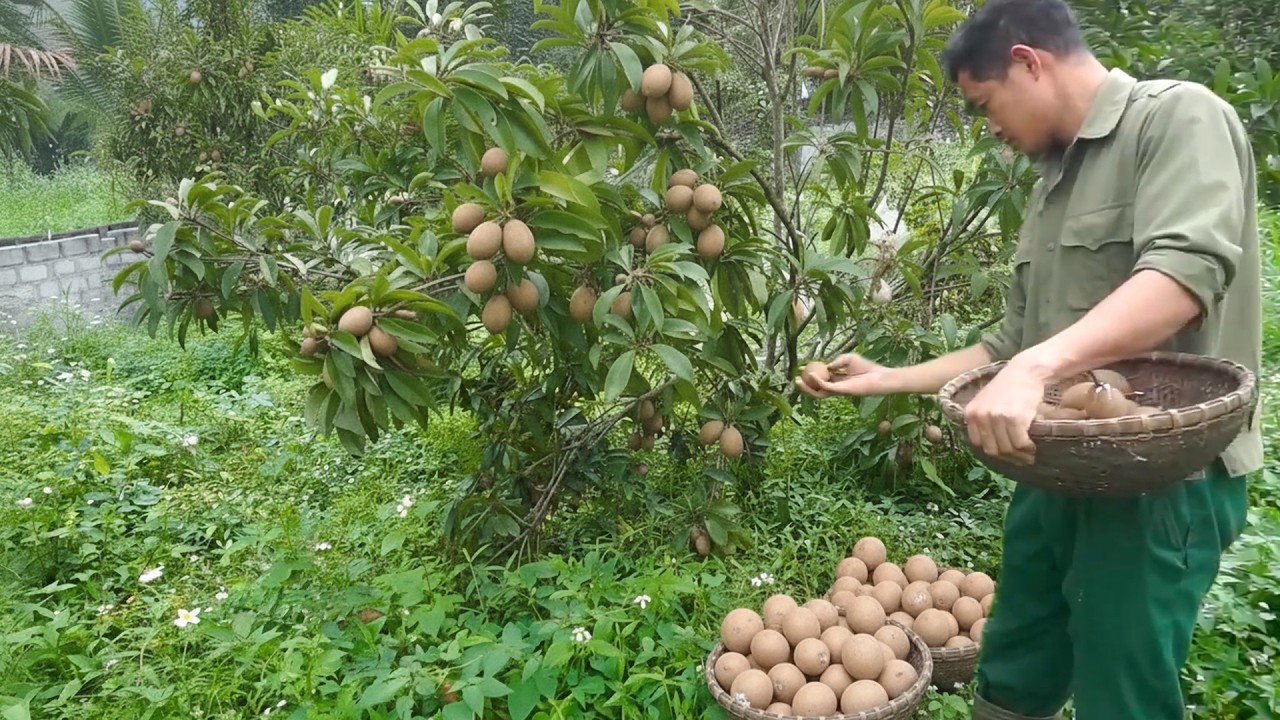Harvesting Sweet Sapodillas for Market While Expanding the Pineapple Farm