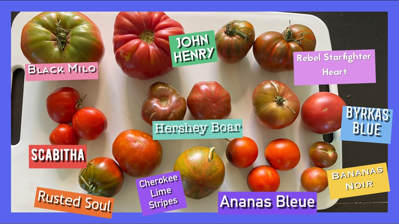 I Should Have NEVER put this in my mouth/TOMATO TASTE TEST/10 more Gorgeous Tomatoes