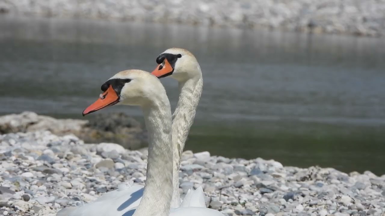 Cigni tra i sassi