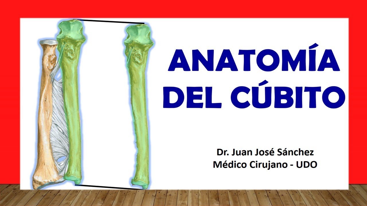 🥇 Anatom&iacute;a del C&Uacute;BITO. F&aacute;cil, R&aacute;pida y Sencilla