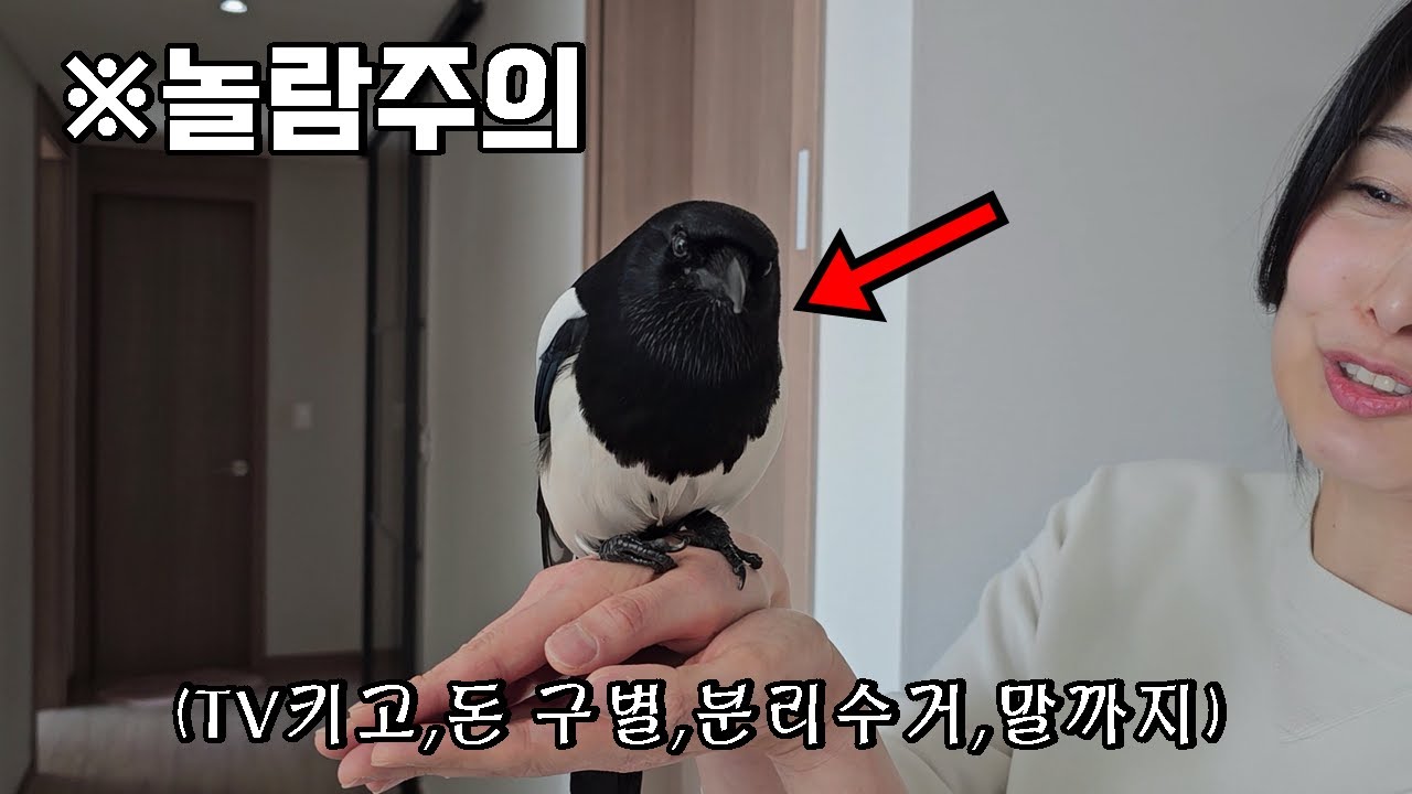 ※신기함주의) 죽기 직전 구조한 아기까치, 키워보니 IQ가 높은 천재까치로 돌변한 이유는?