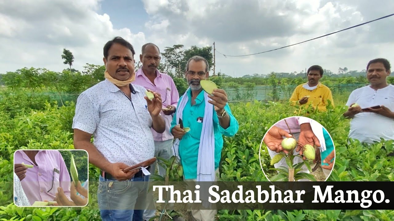Thai Sadabhar Mango_Customer’s Experience in my Mango Farm